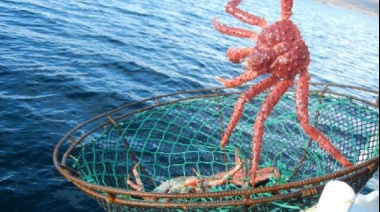 Secuestraron 70 trampas ilegales para captura de centolla en el Canal Beagle