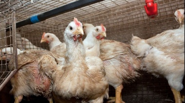 Gripe aviar: El Gobierno brindó medidas de prevención y recomendaciones