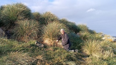 Especialistas del CONICET viajaron a las Islas Malvinas para estudiar el origen y la evolución de plantas, arácnidos e insectos de la región