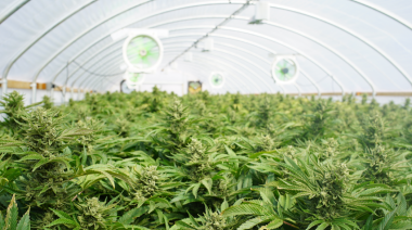 Argentina reglamenta la producción industrial del Cannabis