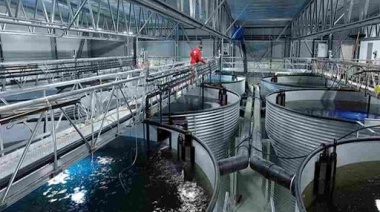 Salmoneras en el Canal de Beagle: Piden considerar la implementación de sistemas de recirculación en tierra firme 