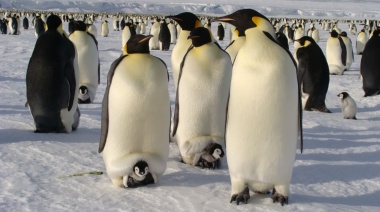 Revelan que los pingüinos podrían desaparecer en el 2100