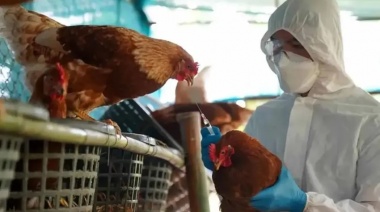 Argentina volvió a ser país libre de influenza aviar