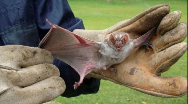 Confirmaron la presencia de murciélagos con rabia en la Provincia