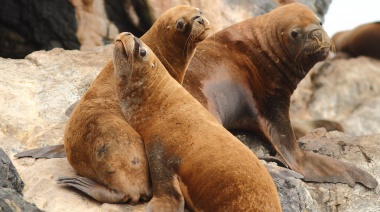 Senasa confirmó un caso positivo de influenza aviar en mamíferos marinos encontrados en la costa