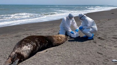 El Senasa confirmó otro caso positivo de influenza aviar en lobos marinos