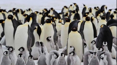 El deshielo precoz de la Antártida pone en peligro a los pingüinos emperador