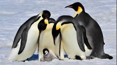 El pingüino emperador de la Antártida está al borde de la extinción