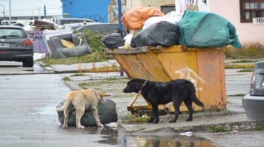 Sigue la disputa entre animalistas y científicos por los perros sueltos en Ushuaia