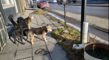 Polémica en Ushuaia por los comederos para perros en la vía pública