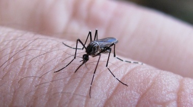 La Anmat aprobó el uso de una vacuna contra el dengue