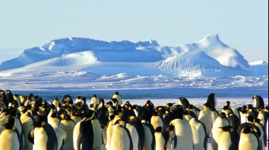 Descubrieron una nueva colonia de pingüino emperador en la Antártida