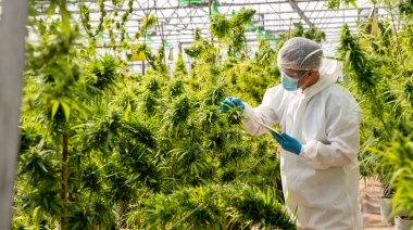 Cannabis medicinal: Nación extiende la autorización para cultivar