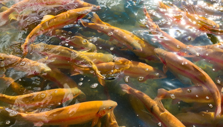 Denuncian vicios graves en la ley que habilitó las salmoneras en Tierra del Fuego