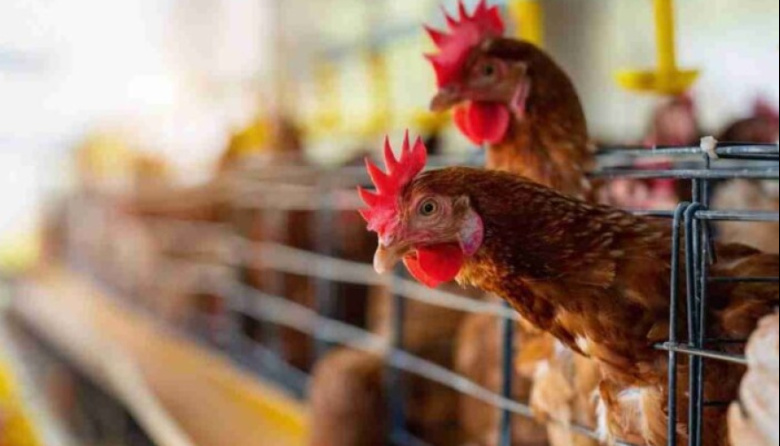 Productores avícolas podrán capacitarse sobre sanidad y manejo productivo