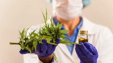 Destacan avances en investigación tras Ley del Cannabis