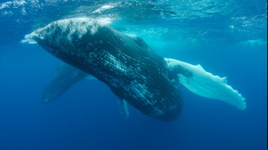 Detectan microplásticos incrustados en tejidos vitales de ballenas y delfines
