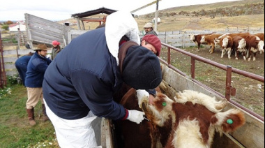 Tierra del Fuego libre de tuberculosis y brucelosis bovina: La Sociedad Rural fueguina prepara un amparo por la carne con hueso