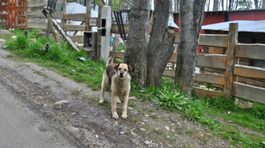 CADIC: Un relevamiento provincial estimó más de 25 mil perros sueltos en Tierra del Fuego