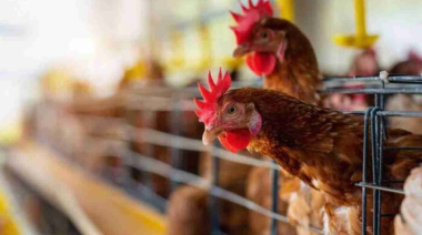 Productores avícolas podrán capacitarse sobre sanidad y manejo productivo