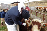Tierra del Fuego libre de tuberculosis y brucelosis bovina: La Sociedad Rural fueguina prepara un amparo por la carne con hueso