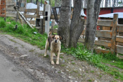 CADIC: Un relevamiento provincial estimó más de 25 mil perros sueltos en Tierra del Fuego