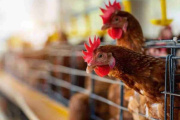 Productores avícolas podrán capacitarse sobre sanidad y manejo productivo
