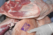 Dieron negativo los análisis realizados tras el brote de triquinosis investigado en Ushuaia
